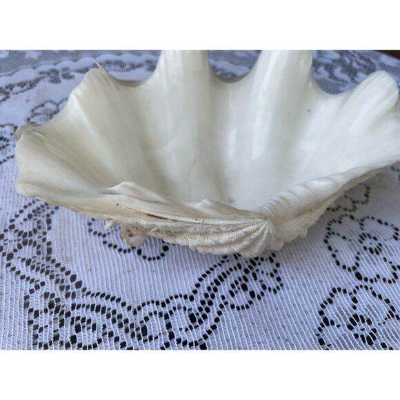 Vintage Small Clam Shell Beach Cottage Decor 6.5x5 - Picture 4 of 8